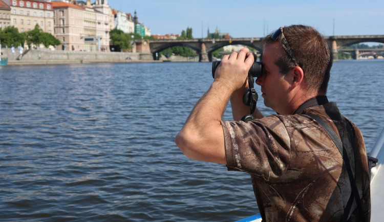 Z centra Prahy záhadně zmizelo 150 labutí. Plzeňští experti pátrají po jejich osudu