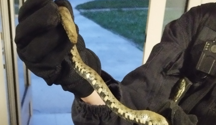 Do domu vlezla zmije, bála se žena. Strážnice našla užovku, schovala se v kočárku