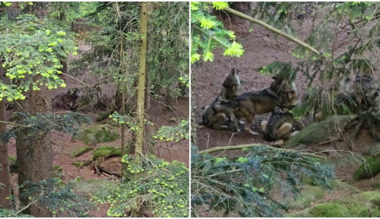 VIDEO: Nadšenci zachytili chorál vlčí smečky na Šumavě