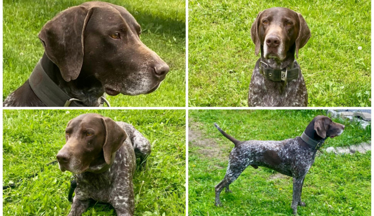 HLEDÁME PÁNÍČKA XVI.: Sedmiletý ohař Borek miluje házení míčku a výlety