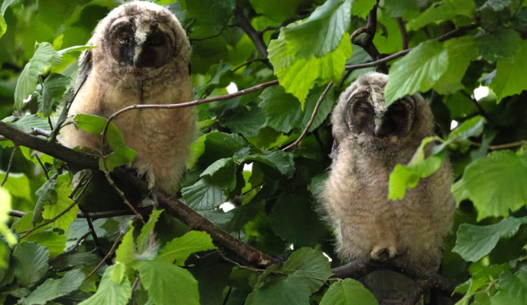 Fotografka zachycuje tajemný život sov v lesích i mezi paneláky