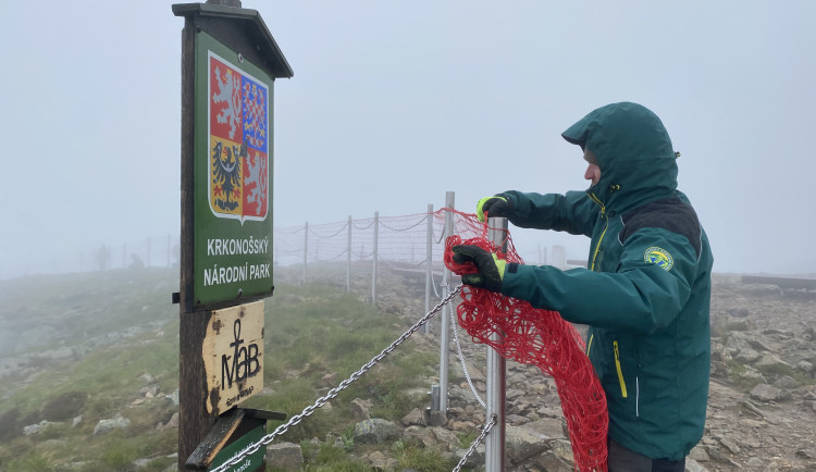 Na Sněžce opět správci rozmístili červené sítě, chrání přírodu před turisty
