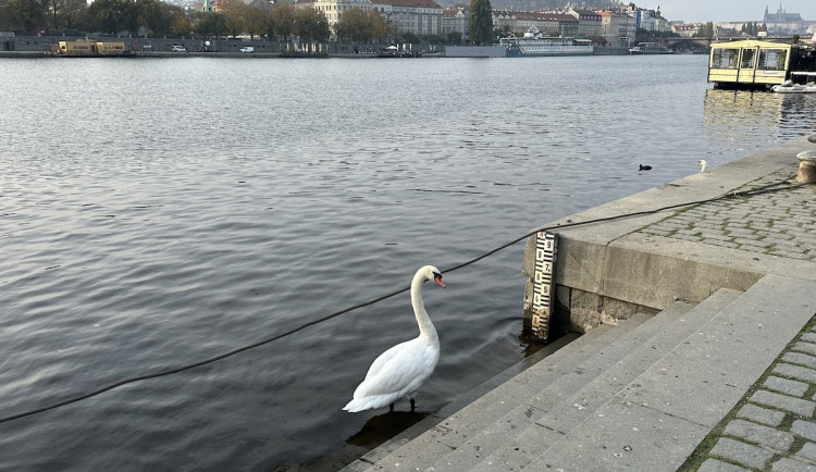 Pátrání po labutích z centra Prahy pokračuje, teorie o jejich snědení se nepotvrdily
