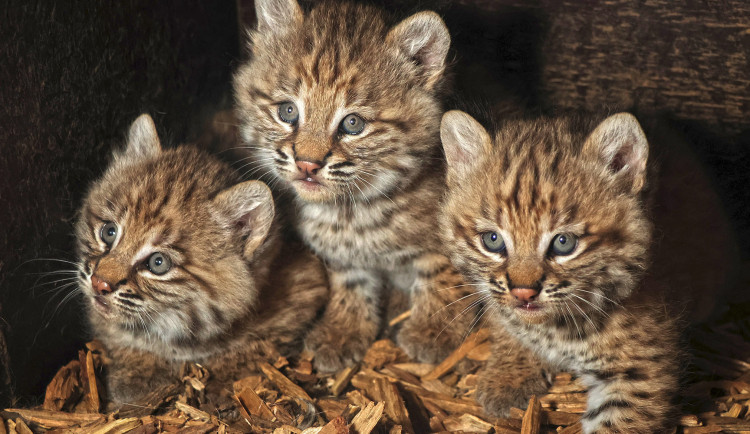Zoo se na Mezinárodní den rysů pochlubila třemi roztomilými koťaty