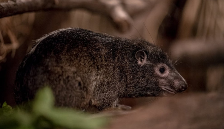 VIDEO: Damanům se v Zoo Ostrava skvěle daří, překvapivě jsou příbuzní se slony