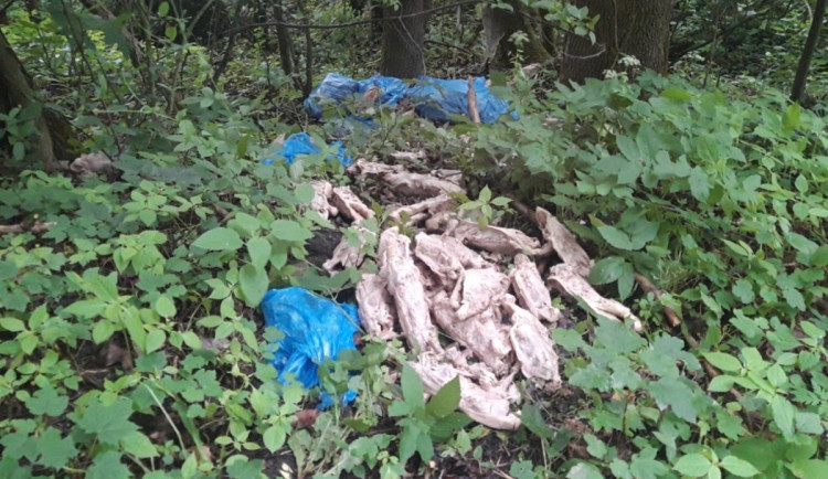 Nechutný nález v lese u novoborského lomu. Hnilo tam 90 kilo kachních skeletů