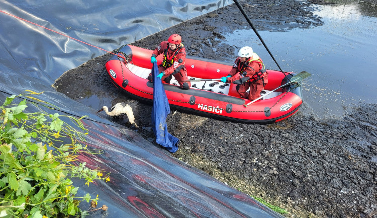 Čáp uvízl v odpadní jímce bioplynové stanice, vysvobodili ho hasiči