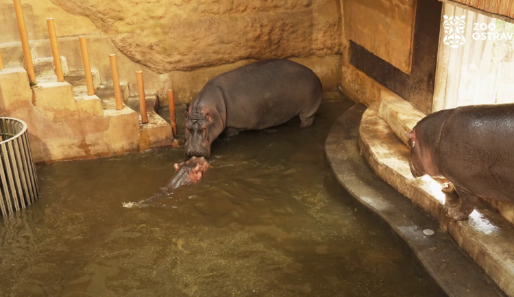 VIDEO: Ostravská zoo spojila hrochy, nový samec se hned pokusil o páření