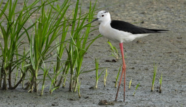Vzácné pisily zahnízdily na Prostějovsku, mají dlouhé červené nohy