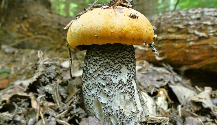 Houbařská sezóna startuje. Po deštích se objevují první hřiby, lidé se chlubí svými úlovky