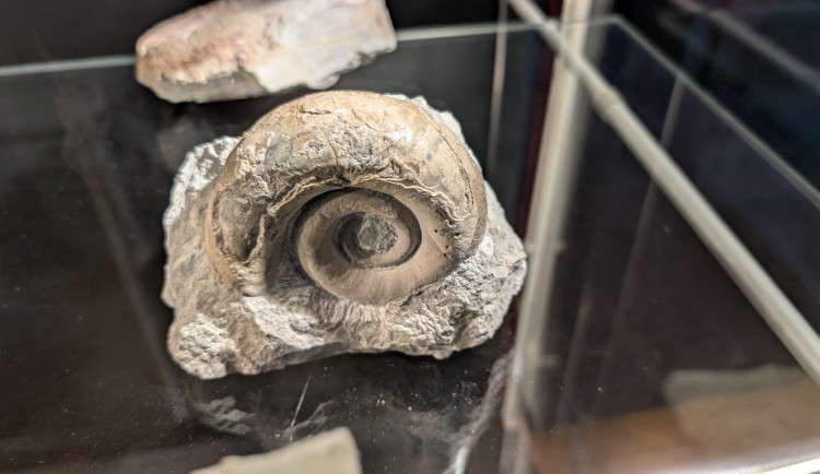 Nová výstava ukazuje, jak vypadal život na území Česka před 440 miliony let