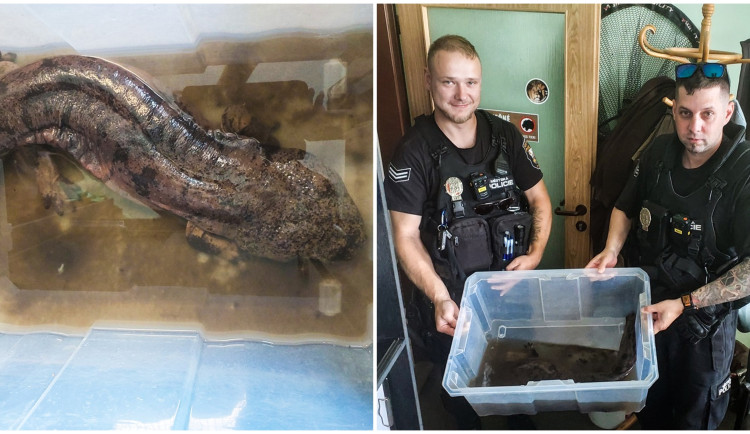 Kdosi odložil před zoo krabici s kriticky ohroženým velemlokem, má tři čtvrtě metru