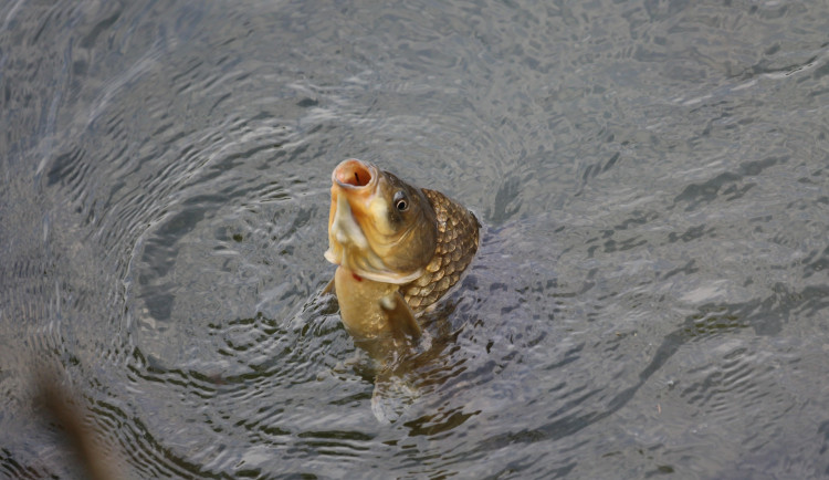 Dvojice rybářů chytala na Prýglu načerno, ulovené kapry ze strachu ukryla v lese