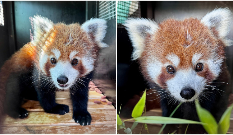 Do zoo přicestoval nový samec roztomilé pandy červené, slavný útěkář Nepál uhynul