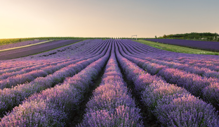 Levandulový ráj kousek od Brna. Fialové lány ve Starovičkách jsou v plném květu
