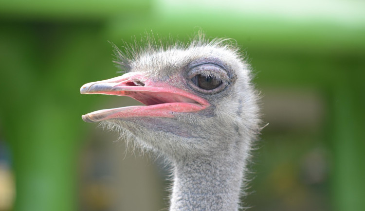 Půlmilionový lup a pštrosí mládě k tomu. Říčany u Brna řeší podivné vloupání