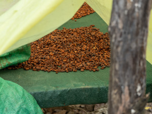 Koupili jsme plantáž. Pražská čokoládovna si poradila s nedostatkem kakaa na trhu