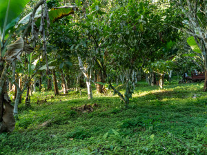 Koupili jsme plantáž. Pražská čokoládovna si poradila s nedostatkem kakaa na trhu