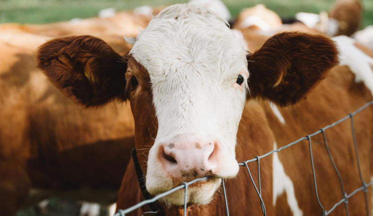 Pracovníci na Třebíčsku měli týrat dobytek. Krávy a telata bili a píchali vidlemi