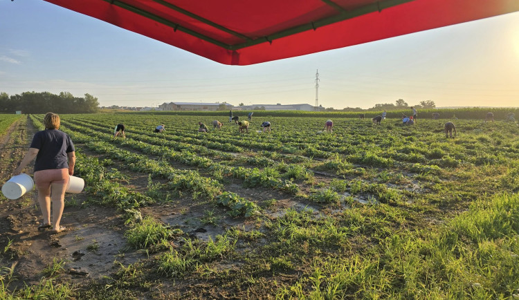 PŘEHLED: Připravte si zavařovací sklenice. Kam pro okurky na jihu Moravy?