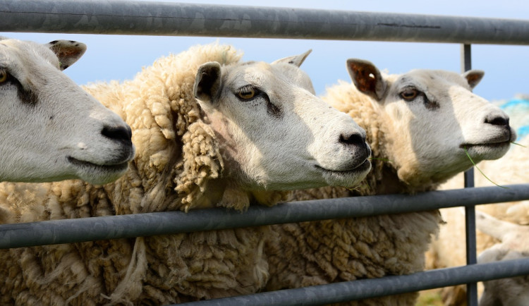 Jihočeši chovají nejvíce skotu i ovcí v republice. Prasat výrazně ubylo