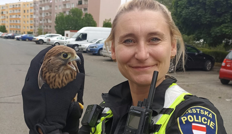 VIDEO: Poštolka v nouzi. V Bystrci ji odchytla zkušená strážnice
