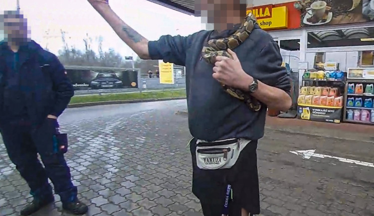 Kolem krku nosil krajtu a její hlavu si strkal i do pusy, muž skončil ve vazbě