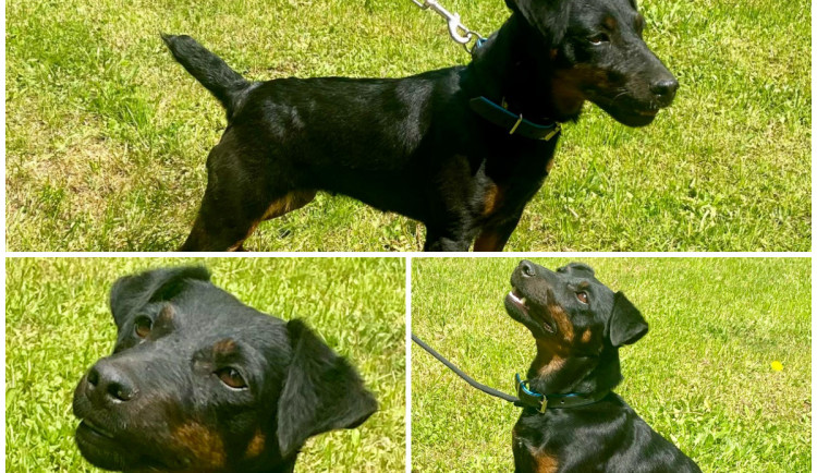 HLEDÁME PÁNÍČKA XVII.: Temperamentní Tery bude vyžadovat trpělivost a pevné vedení