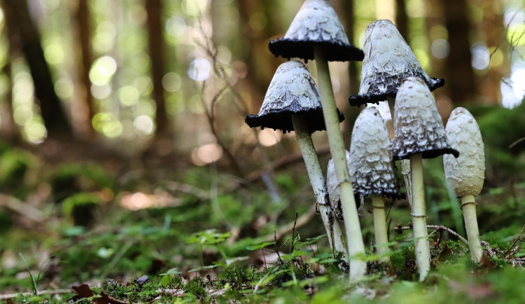 Karlovarská krajská nemocnice otevřela Mykologickou poradnu