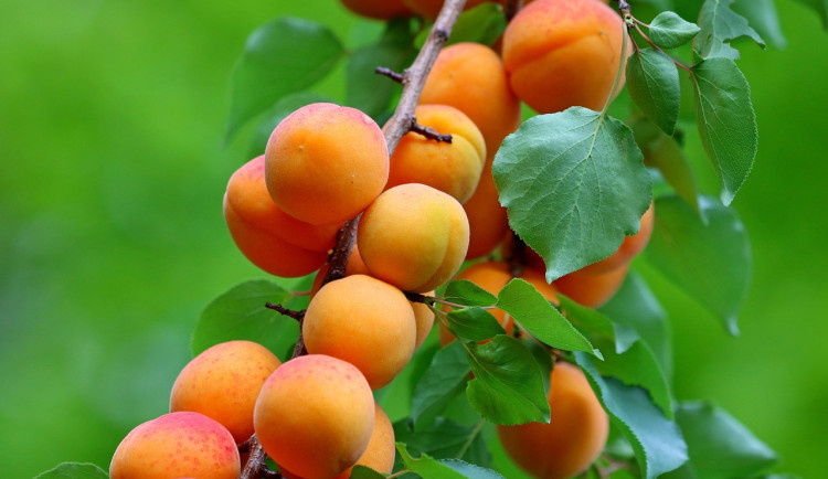 PŘEHLED: Marmeláda i knedlíky. Kam na samosběr meruněk na jihu Moravy?