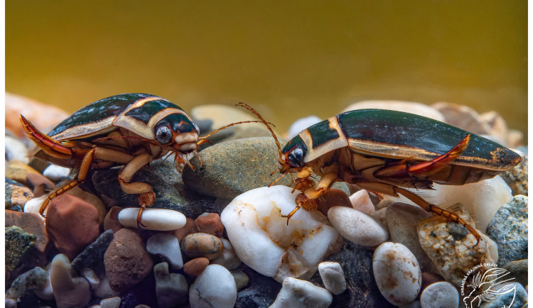 Nenápadný predátor našich vod, potápníci si troufnou i na pulce nebo rybí potěr