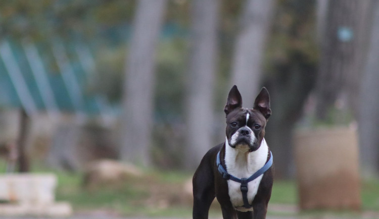 Žena z Rychnovska nechala vykastrovat psa, bývalý přítel na ni poslal policii