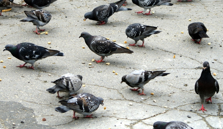 Lidé krmí holuby rohlíky, trdelníky a čokoládou. Nedělejte to, apeluje město