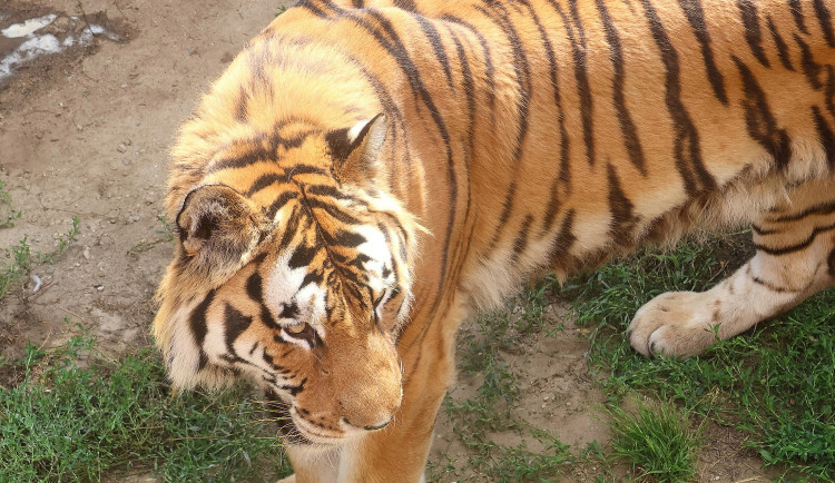 FOTO: Tygr z hodonínské zoo musel na operaci s bolavou tlapkou. Zarostl mu dráp