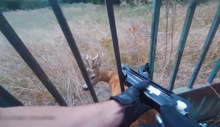 Záchrana srnce pomocí heveru i odchyt slepice, co se procházela po městě