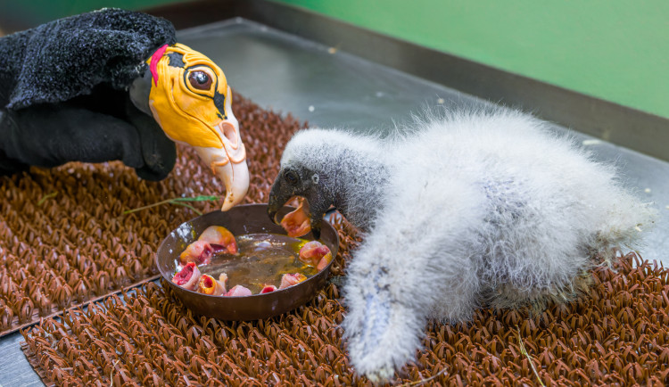 VIDEO: Mládě kondora krmí v pražské zoo maňásek. Pomáhá mu nezvyknout si na člověka