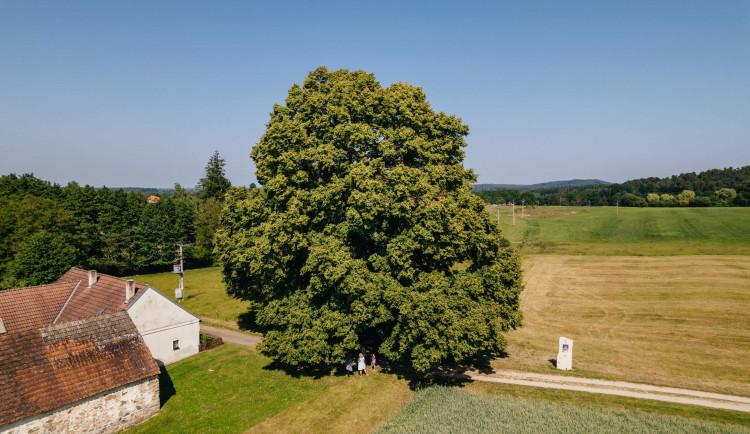 Lípa z Trhových Svinů bojuje v soutěži Strom roku. Je stará přibližně 200 let