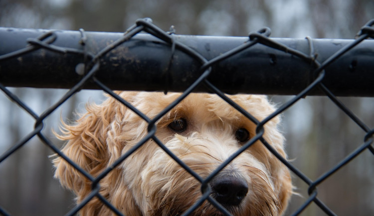 Ostrava připravuje výstavbu nové budovy pro psí útulek, značně ho poškodila loňská povodeň