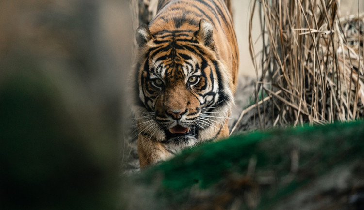 Brněnská zoo očekává přírůstky. Vyhlíží opice dželady i tygra sumaterského