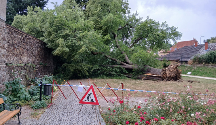 Odborníci už vědí, proč spadla statná lípa v parku přímo na klášterní zeď