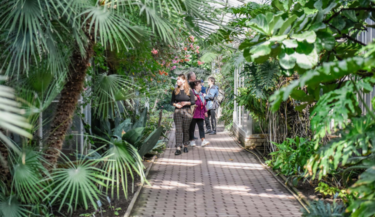 Moderní místo pro palmy, citrusy i kaktusy. Olomouc postupuje v přípravách přestavby cenných skleníků
