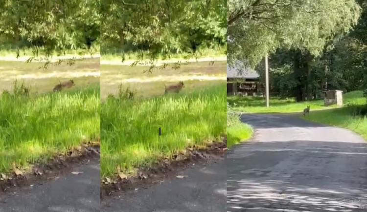 Setkání s vlkem při venčení psa na Šumavě. Žena ho pohotově natočila na kraji malé obce