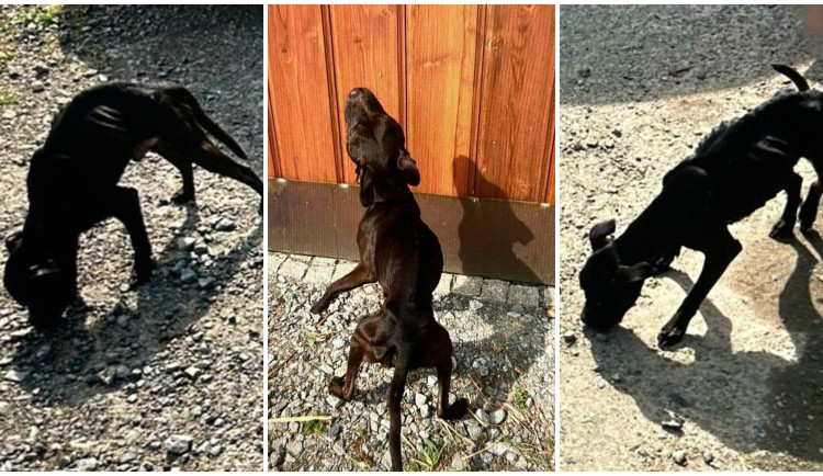 Dva psi rok přežívali v šílených podmínkách, policisté teď obvinili majitele z týrání