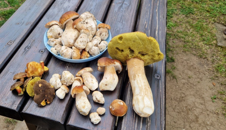 MAPA: Propršené dny pomohly, rostou. Kam na Vysočině vyrazit na houby?