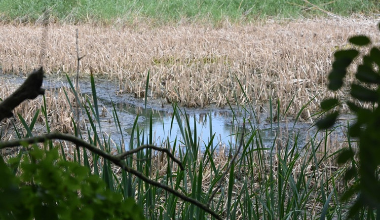 Rybník v Mramoticích se dočká proměny. Znojmo ho nechá vyčistit
