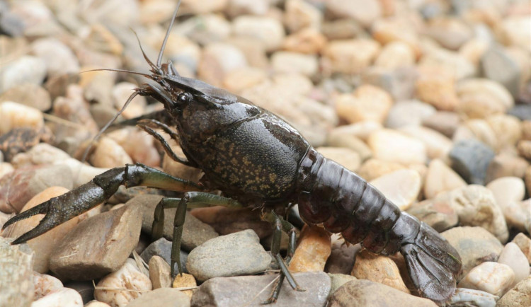 Invazní druhy představují riziko pro naše ekosystémy, odborníci mají tisíce záznamů