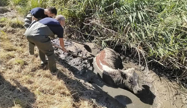Kráva v Dubé zapadla až po krk do bahna. Vyprostit ji museli hasiči