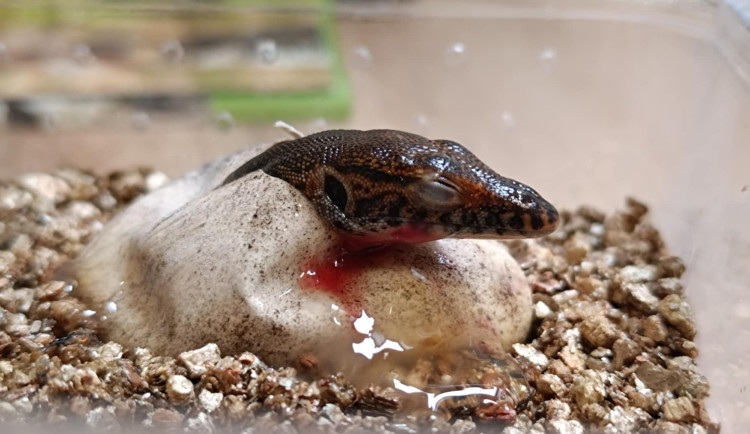 V zoo se vylíhla mláďata varana Mertensova, jejich délka je vůči vejci enormní