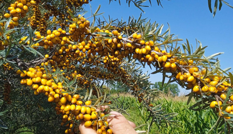 Samosběr rakytníku? Oranžové bobule čekají na zájemce ve Veselí nad Moravou