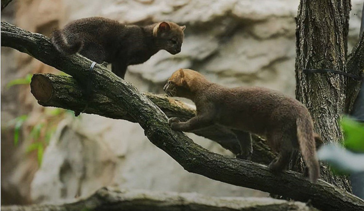 VIDEO: V ostravské zoologické zahradě se rozmnožili jaguarundi, příbuzní gepardů